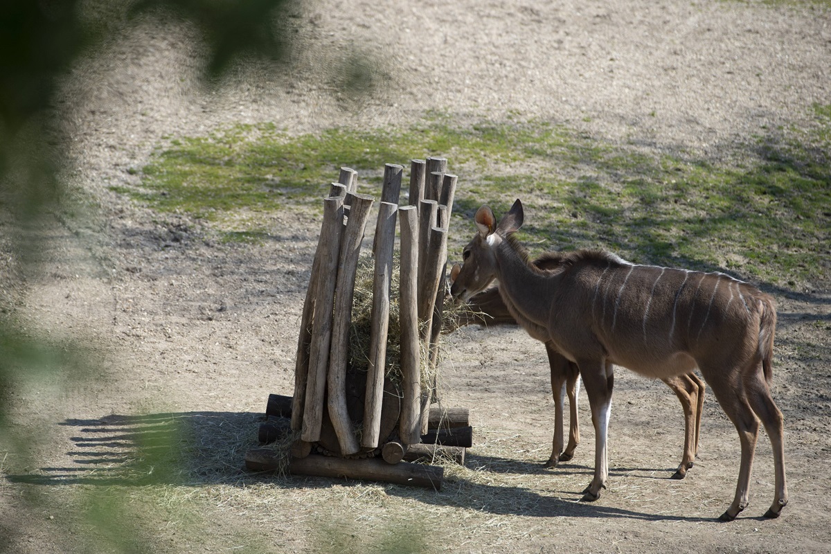 Zoom Gelsenkirchen: Pfleger stellen Kameras auf - es ist deutlich zu sehen