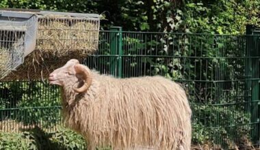 Neuer Schafbock im Witthausbusch - Radio Mülheim