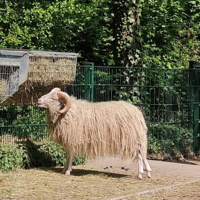 Neuer Schafbock im Witthausbusch - Radio Mülheim