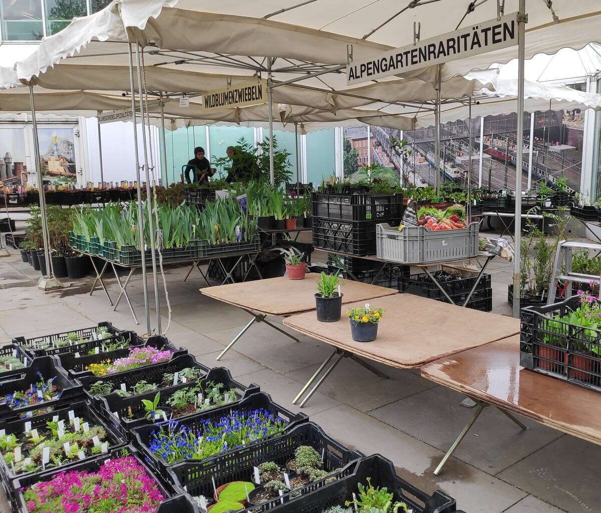 Markt in Essen verkauft wieder seltene Pflanzen
