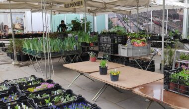 Markt in Essen verkauft wieder seltene Pflanzen