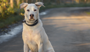 Essen: Plötzlich stürmen 30 Kinder für Hund Gantu ins Tierheim