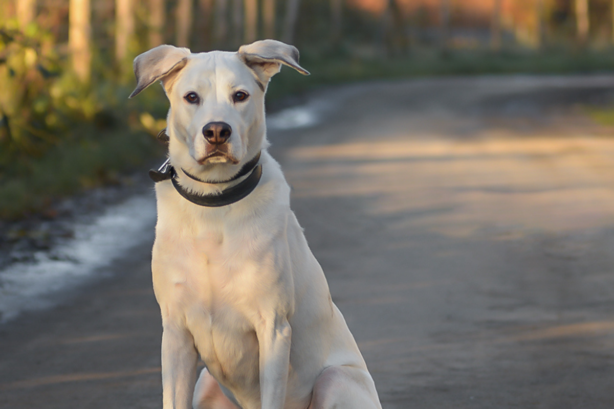 Essen: Plötzlich stürmen 30 Kinder für Hund Gantu ins Tierheim