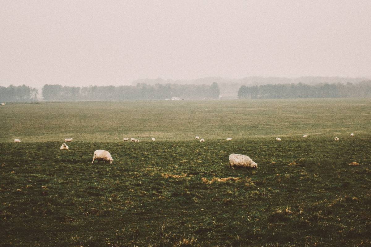 A foggy field in Wiltshire, England