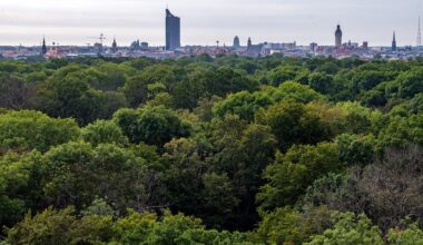 Leipziger Auwald: Wie die Stieleichen erhalten werden können