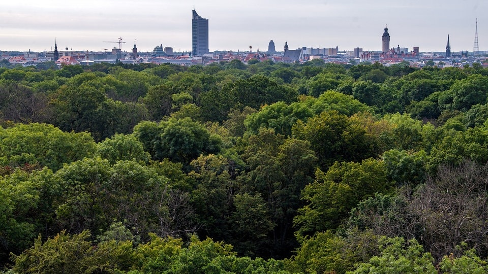 Leipziger Auwald: Wie die Stieleichen erhalten werden können