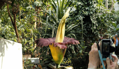 Seltene Titanenwurz-Blüte in Bremen ist aufgegangen
