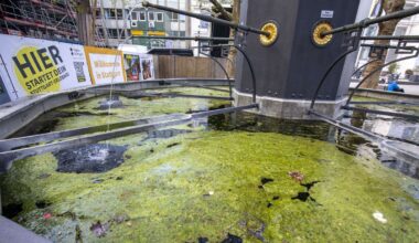 Brunnen in Stuttgart: Kein schöner Anblick: der Algenteppich im Marktplatzbrunnen - Startseite