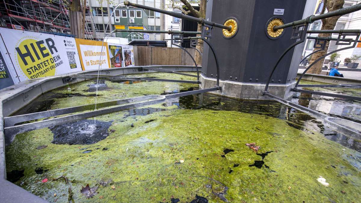 Brunnen in Stuttgart: Kein schöner Anblick: der Algenteppich im Marktplatzbrunnen - Startseite