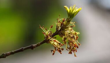 Pollenflug aktuell in Deutschland - Heute (4. April 2025)