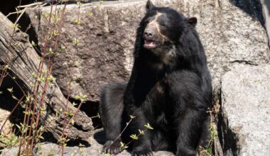 Tierischer Gast in der Wilhelma: Welche Mission hat Brillenbär Hubärt aus der Steiermark in Stuttgart?