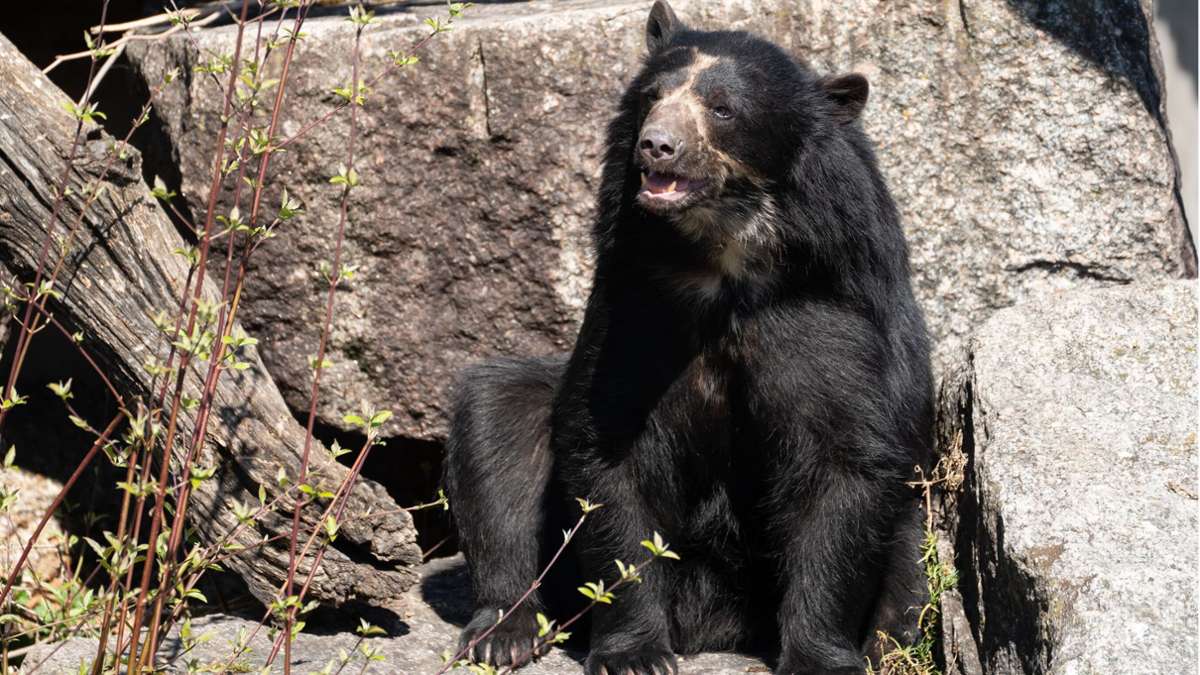 Tierischer Gast in der Wilhelma: Welche Mission hat Brillenbär Hubärt aus der Steiermark in Stuttgart?