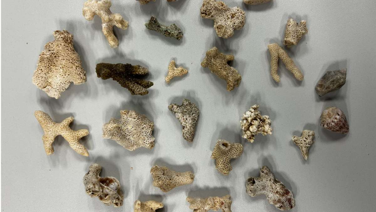 Karlsruhe: Zoll entdeckt geschützte Korallen im Gepäck eines Reisenden
