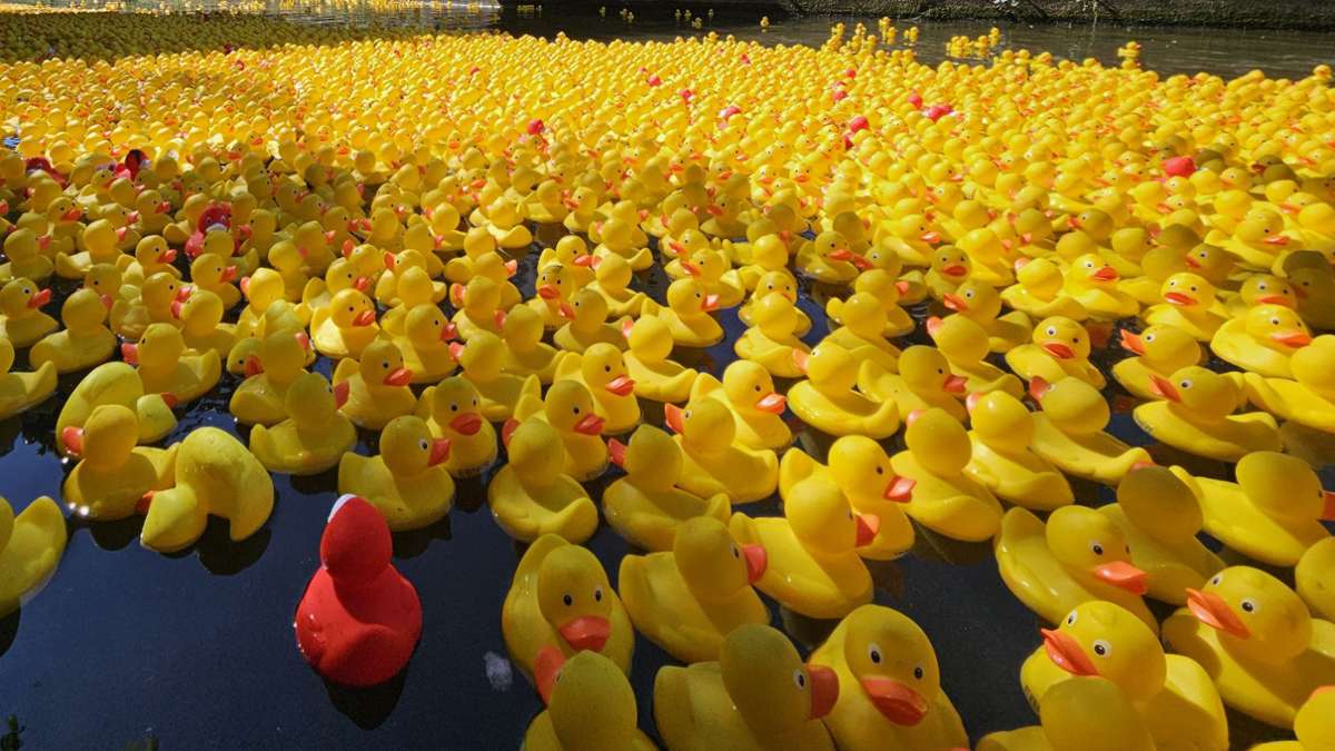 Esslinger Entenrennen 2025: 9000 Gummitiere schwimmen um die Wette - Esslingen