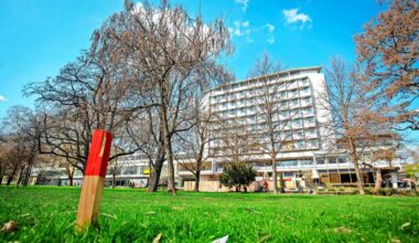 Juchtenkäfer 2.0? Baum verzögert Umbau der Königstraße