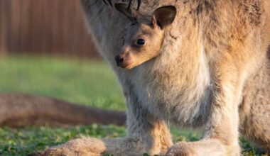 Wilhelma in Stuttgart: Neugieriger Känguru-Nachwuchs – Wann das niedliche Jungtier am besten beobachtet werden kann