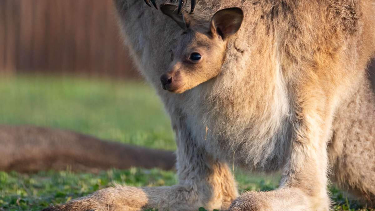 Wilhelma in Stuttgart: Neugieriger Känguru-Nachwuchs – Wann das niedliche Jungtier am besten beobachtet werden kann