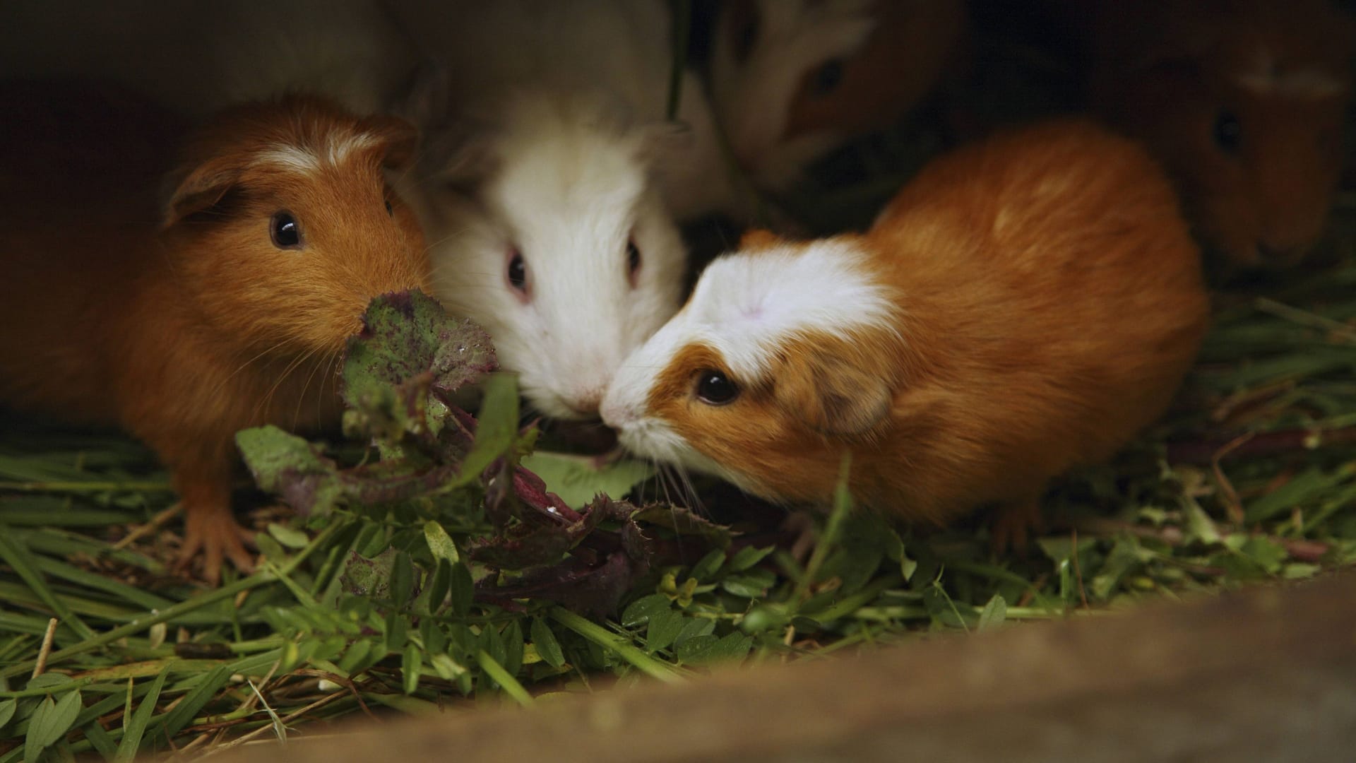 Meerschweinchen in einem dunklen Käfig (Symbolbild): In der Region Hannover musste das Veterinäramt wegen schlechter Tierhaltung tätig werden.