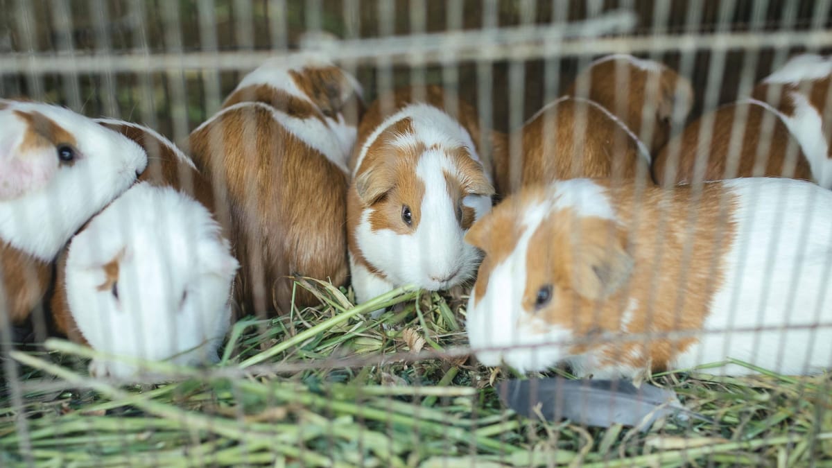 Veterinäramt beschlagnahmt über 30 Tiere aus Garten