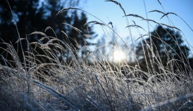 Nächtlicher Frost in Berlin und Brandenburg erwartet