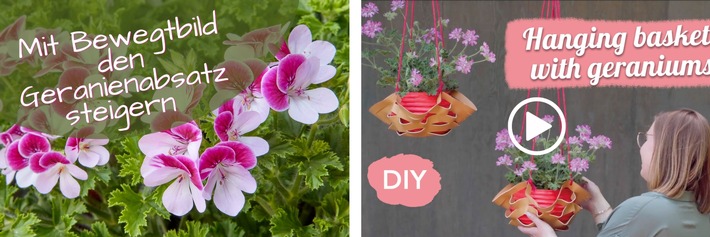 Mit Bewegtbild den Geranienabsatz steigern: Pelargonium for Europe bietet kostenlose Videos zur Verkaufsunterstützung