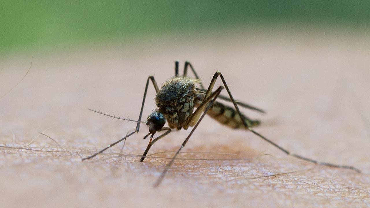Kombisprays gegen Mücken und Zecken im Test