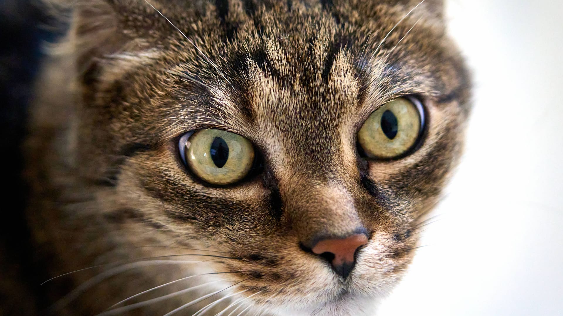 Nahaufnahme eines getigerten Katers (Symbolbild): In der Region Hannover ist ein Kater in eine Falle getappt.