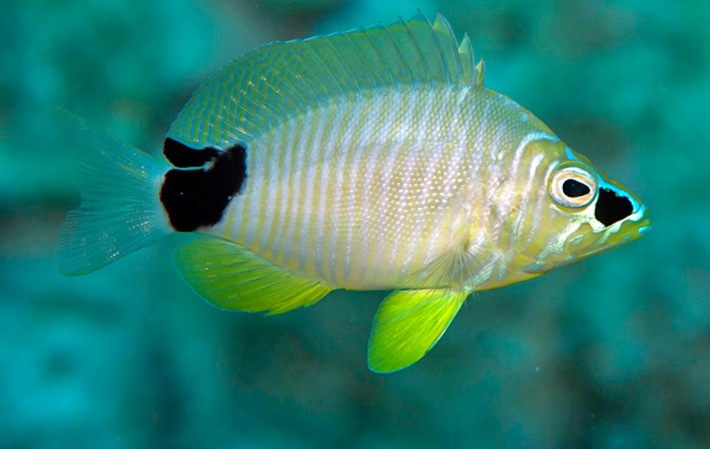 Neue Fischart im Golf von Mexiko entdeckt