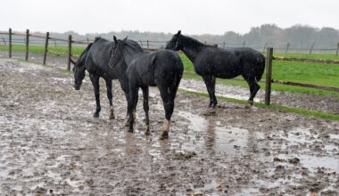 Tierschutz: Markkleeberger Reitverein darf keine Pferde und Esel mehr halten