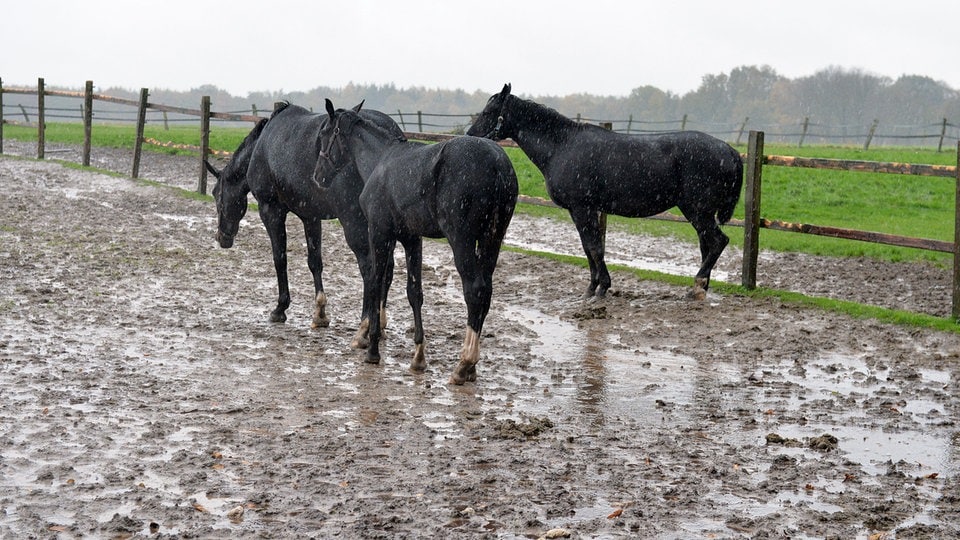 Tierschutz: Markkleeberger Reitverein darf keine Pferde und Esel mehr halten