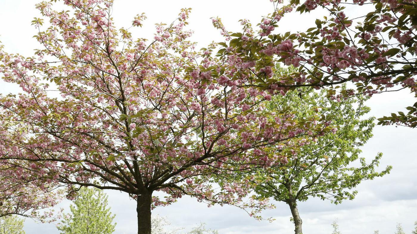 Kirschbaum mutwillig beschädigt im Berliner Südosten