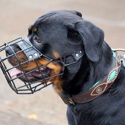 Ein Hund mit Maulkorb (Quelle: dpa)