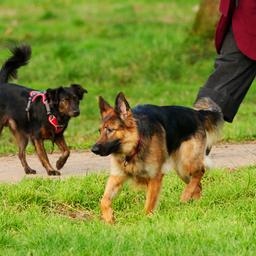 Symbolbild: Ein Schaeferhund läuft ohne Leine durch einen oeffentlichen Park in Neukölln. (Quelle: dpa/Wolfram Steinberg)