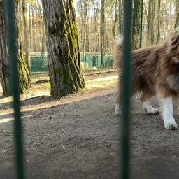 Im Tierheim "Tierisch Belzig e.V.". (Quelle: rbb/Jacqueline Piwon)