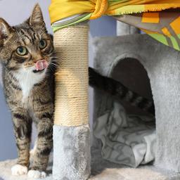Eine Katze im Tierheim Berlin am 05.06.2024. (Quelle: IMAGO/Sabine Gudath)