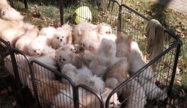 Brandenburg: Mehr als 70 Tiere bei Wohnhausbrand in Oranienburg gerettet