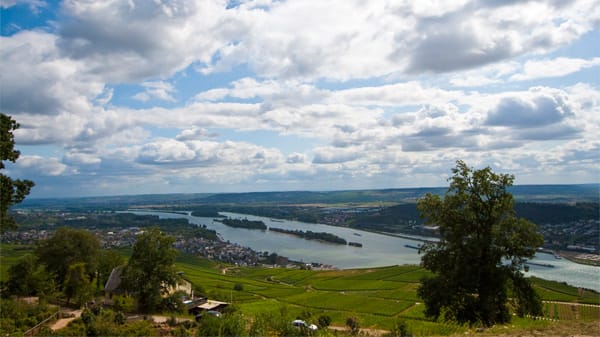 Rheinsteig: Wandern am Rhein und durch Weinfelder.