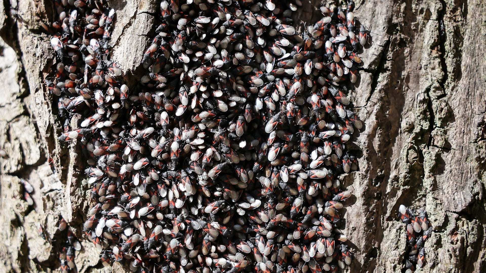 Rot-schwarze Invasion: In Hamburg treten Lindenwanzen derzeit gehäuft auf – wie hier an einem Baum in Eimsbüttel.