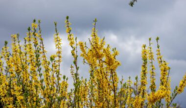 Grauer Himmel und stürmische Böen
