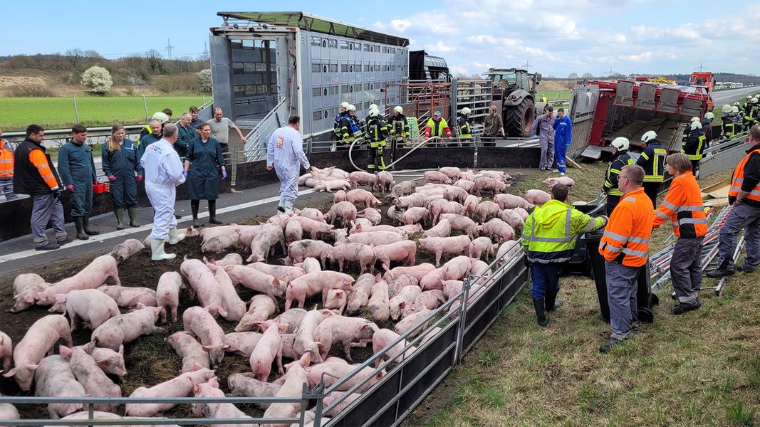 Unfall mit Schweinelaster: A7-Sperrung bei Jagel aufgehoben | NDR.de - Nachrichten