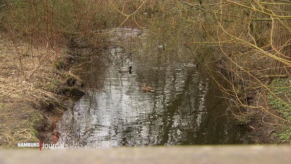Das Landschaftsschutzgebiet Diekmoor in Langenhorn.  