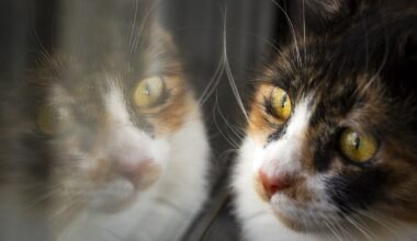 Tierheim Berlin: Katze Mary sehnt sich nach Liebe – wer erobert ihr Herz?