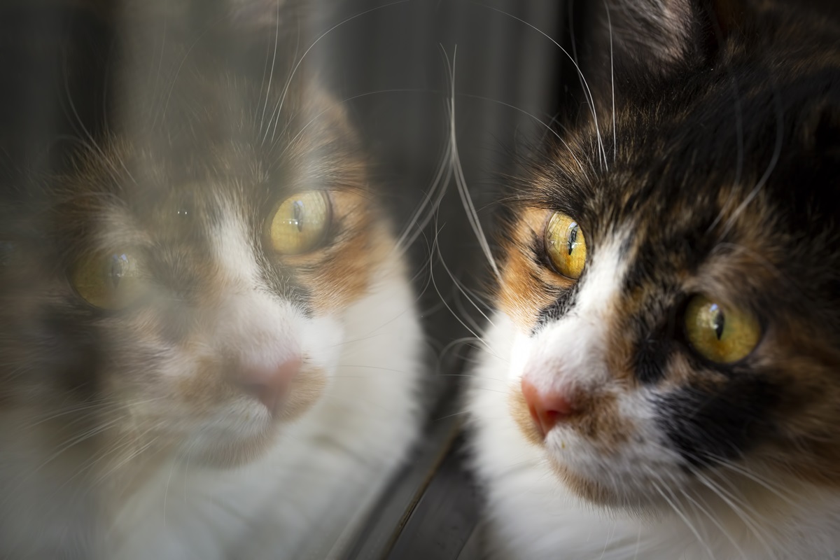 Tierheim Berlin: Katze Mary sehnt sich nach Liebe – wer erobert ihr Herz?