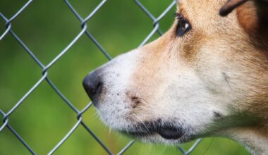 Tierheim Berlin: Fungos Geschichte rührt zu Tränen – „Wie Müll entsorgt“