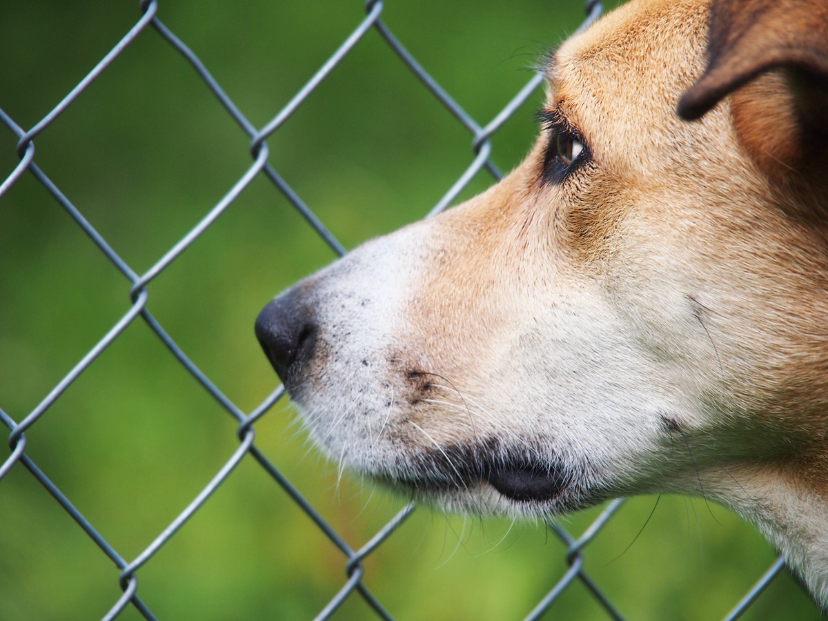 Tierheim Berlin: Fungos Geschichte rührt zu Tränen – „Wie Müll entsorgt“