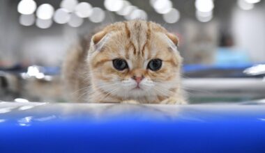 Tierheim Duisburg: Katze leidet an unerträglichen Schmerzen