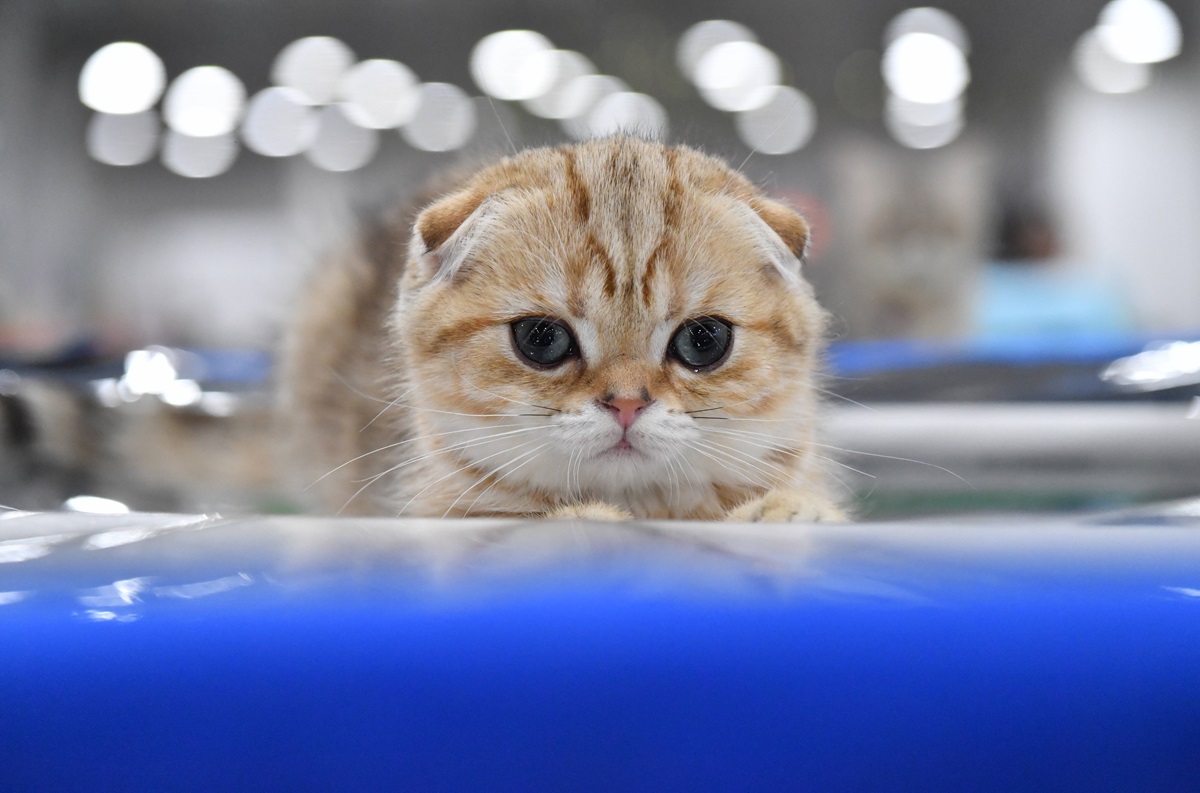 Tierheim Duisburg: Katze leidet an unerträglichen Schmerzen