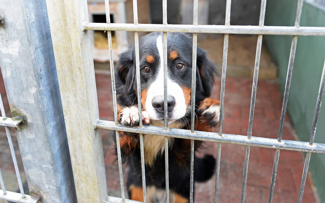 Das Tierheim in Gelsenkirchen