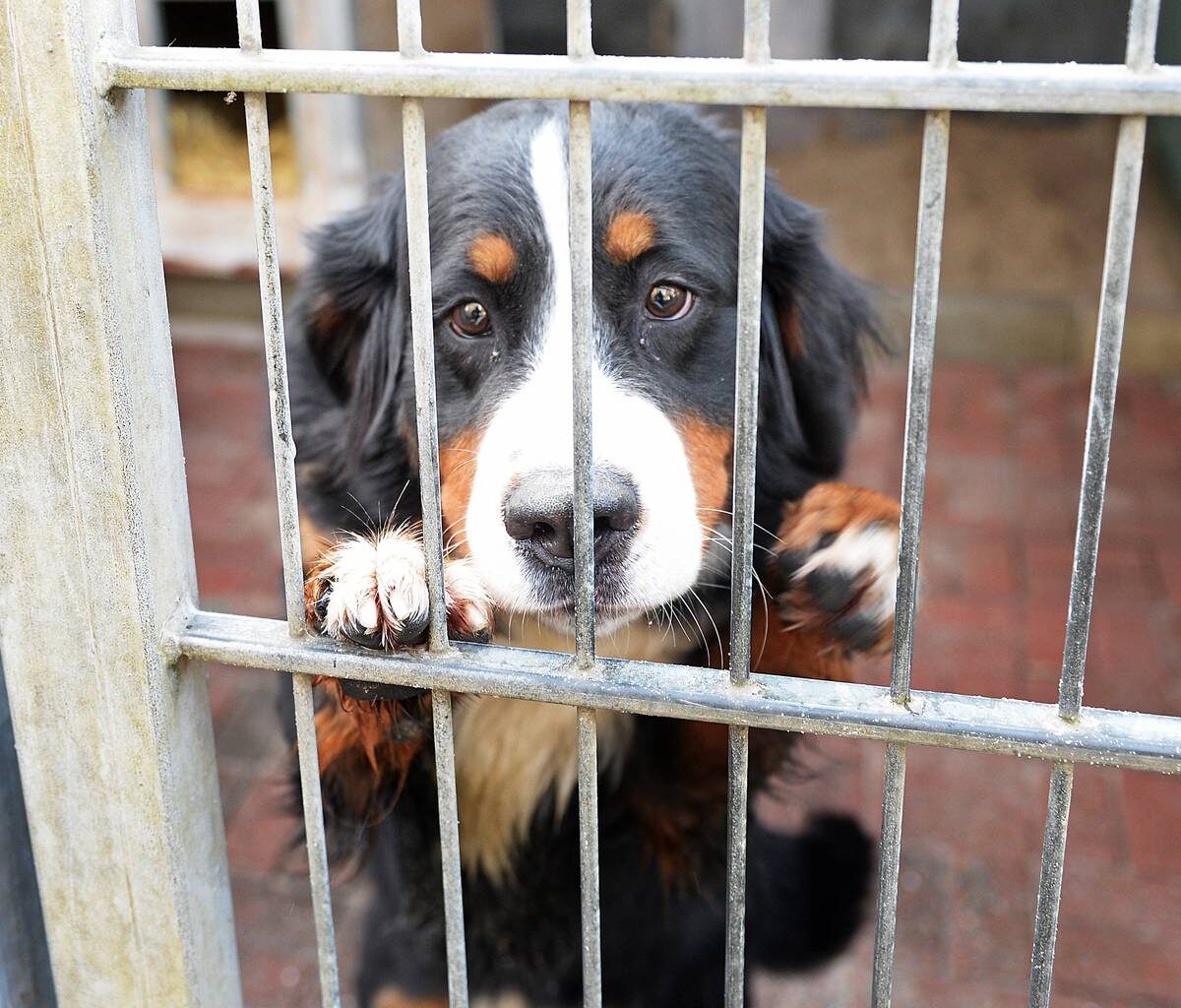 Tierheim Gelsenkirchen bittet nach Starkregen um Hilfe