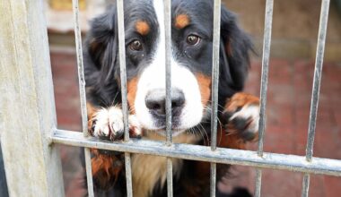 Tierheim Gelsenkirchen bittet nach Starkregen um Hilfe